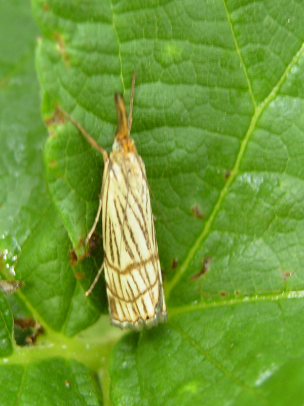 Chrysocrambus linetellus o craterellus ?